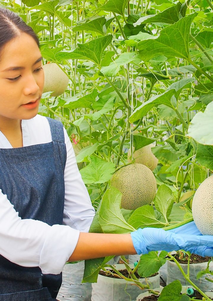 ‘L’Agricoltura non può fermarsi’:  Openjobmetis prosegue nella ricerca di personale per il settore agroalimentare:  60 nuove opportunità  di lavoro nell’ortofrutticolo tra Parma e Reggio Emilia.